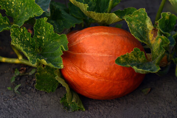 A big ripe pumpkin grows in the garden. Pumpkin with green leaves in the field. Pumpkins season....