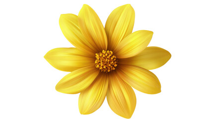 yellow flower isolated on white background