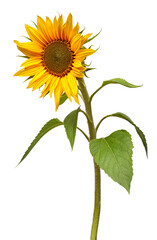 Sunflower isolated on white background. Sun symbol. Flowers yellow, agriculture. Seeds and oil. Flat lay, top view. Bio. Eco. Creative