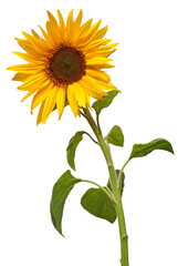 Sunflower isolated on white background. Sun symbol. Flowers yellow, agriculture. Seeds and oil. Flat lay, top view. Bio. Eco. Creative