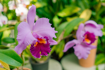 Beautiful flower of arundina graminifolia in the garden in japan