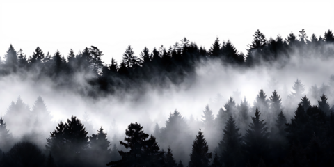 Dark foggy pine forest isolated on a transparent background.PNG