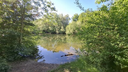 Tranquil pond surrounded by lush green trees in daylight