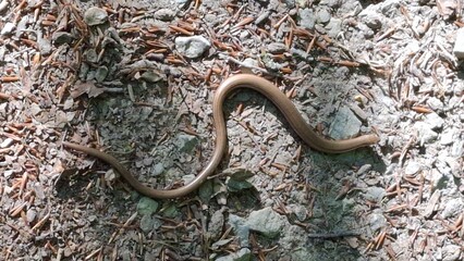 Snake slithering on forest floor among leaves and stones  