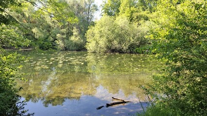 Serene pond surrounded by lush greenery and reflective water surface  