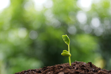 Macro shot of Bean sprout growing
