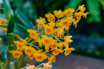 A closeup of Dendrobium thyrsiflorum with blur background in japan