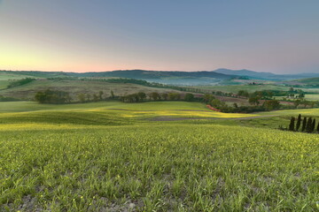 Yellow-flower rapeseed fields, grain crops still green, forested plots, rolling landscape in the San Quirico d'Orcia cypresses area. Tuscany-Italy-150