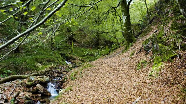 Alpine stream recorder by drone inside the forests of the Selva de Irati, Navarra, Spain.