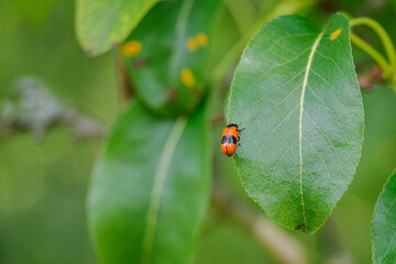 Smooth-shouldered leaf beetle on a pear leaf in close-up. 
