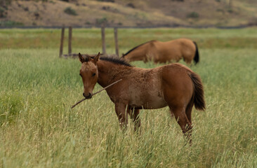 herd of horses in a field