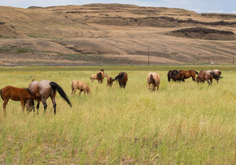 herd of horses in a field