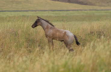 herd of horses in a field