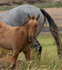 Fototapeta premium herd of horses in a field