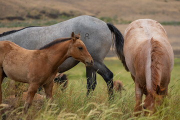 herd of horses in a field