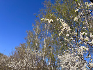 Sakura blossoms in the garden in spring