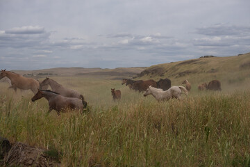 herd of horses in a field
