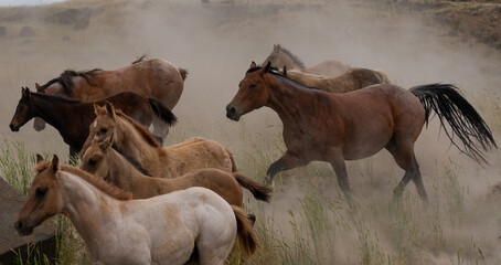 herd of horses in a field
