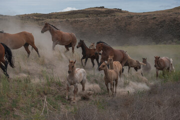 herd of horses in a field