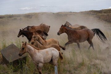 herd of horses in a field
