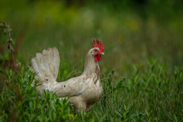 Hens in green grass in hot sunny summer day