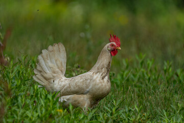 Hens in green grass in hot sunny summer day