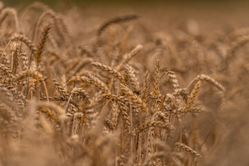 Summer dry ripened grain in cloudy day in fields