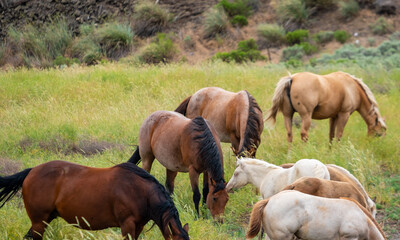 herd of horses in a field