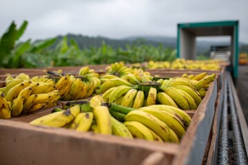 Harvested Banana Bunches Packed in Wooden Crates Ready for Transport