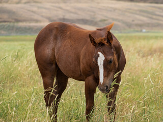 Fototapeta premium herd of horses in a field