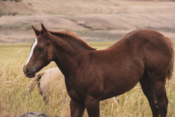 herd of horses in a field