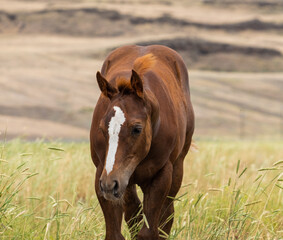 herd of horses in a field