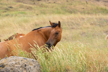 Fototapeta premium herd of horses in a field