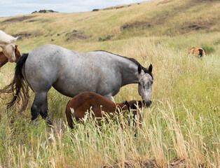 Fototapeta premium herd of horses in a field