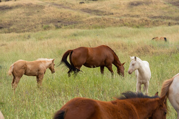herd of horses in a field