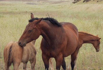 herd of horses in a field