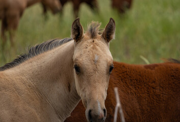 herd of horses in a field
