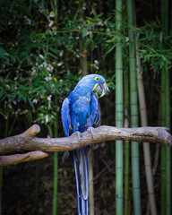 A blue and yellow parrot is perched on a branch in a lush green forest