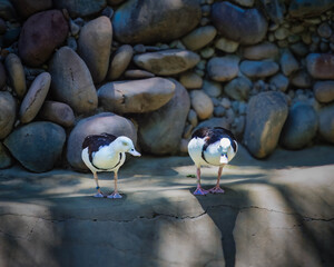 Two birds standing in front of a wall of rocks
