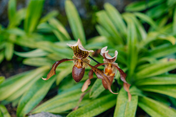 A closeup shot of a blooming exotic paphiopedilum lowii flowers