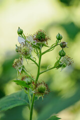 Green unripe blackberry fruit on the plant outdoors. 
