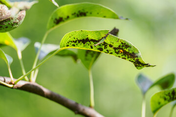 Black mold on pear leaves in close-up. 

