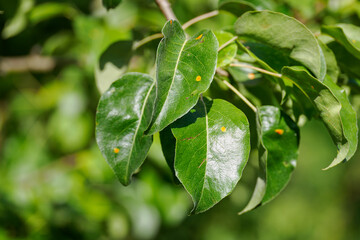 Orange spots of pear rust fungus on green leaves. 
