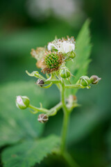 Green unripe blackberry fruit on the plant outdoors. 
