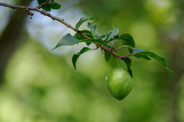Green plum fruits on a branch with leaves in close-up. 
