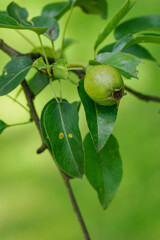 Small green pear on a branch with green leaves. 
