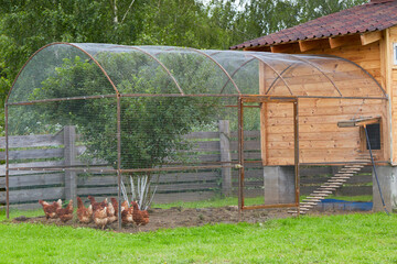 chickens in cage
