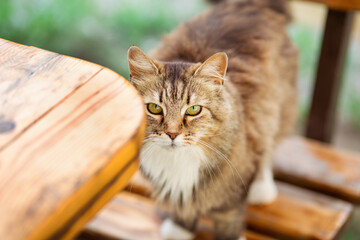 beautiful fluffy cat on a bench looks straight up at the camera, rural scene, lovely pet on nature