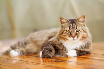 gorgeous fluffy cat lies on wooden table in gazebo outdoors, summer pet portrait