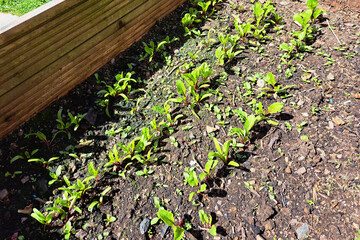 Rows of Young Beetroot Seedlings Emerging in Raised Bed Garden Planter with green leaves and red stems